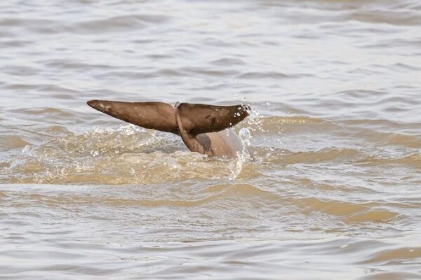 Hope for the Yangtze Finless Porpoise: Signs of a Comeback 🐬 Hope_for_the_Yangtze_Finless_Porpoise__Signs_of_a_Comeback__