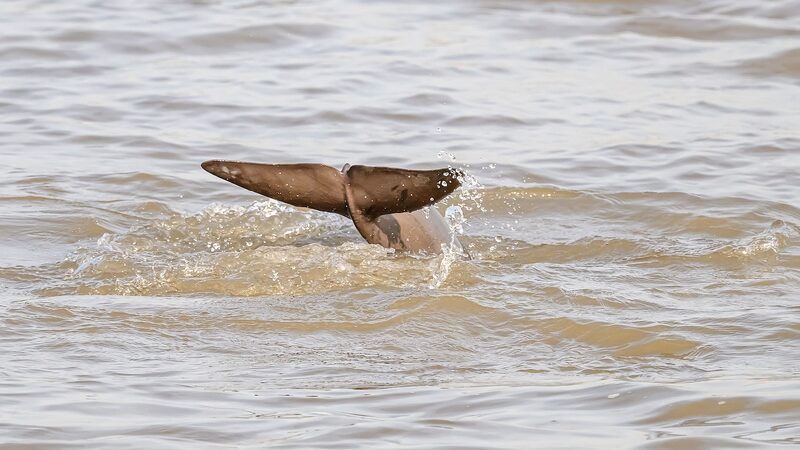 Hope_for_the_Yangtze_Finless_Porpoise__Signs_of_a_Comeback__ - News for amigos, by amigos Hope_for_the_Yangtze_Finless_Porpoise__Signs_of_a_Comeback__