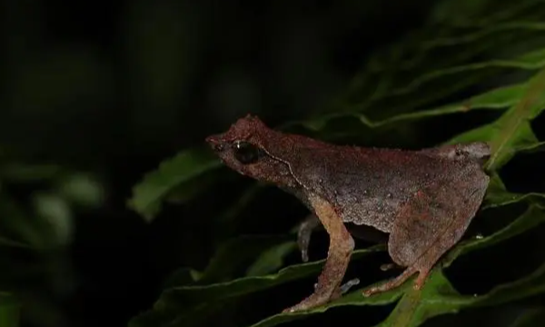 Hopping into History: New Horned Toad Species Discovered in South China 🐸✨ Hopping_into_History__New_Horned_Toad_Species_Discovered_in_South_China___