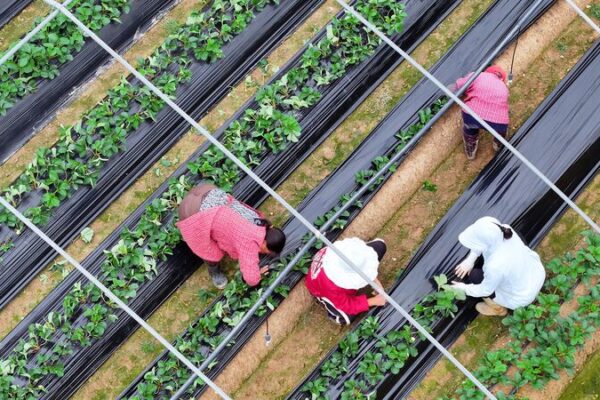 🌾 How Agricultural Trade Could Boost China-US Relations 🤝 __How_Agricultural_Trade_Could_Boost_China_US_Relations__