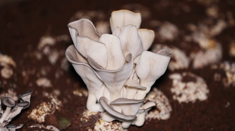 How_China_s__Happiness_Herb__is_Transforming_Lives_in_Rwanda___poster - News for amigos, by amigos How_China_s__Happiness_Herb__is_Transforming_Lives_in_Rwanda__ video poster