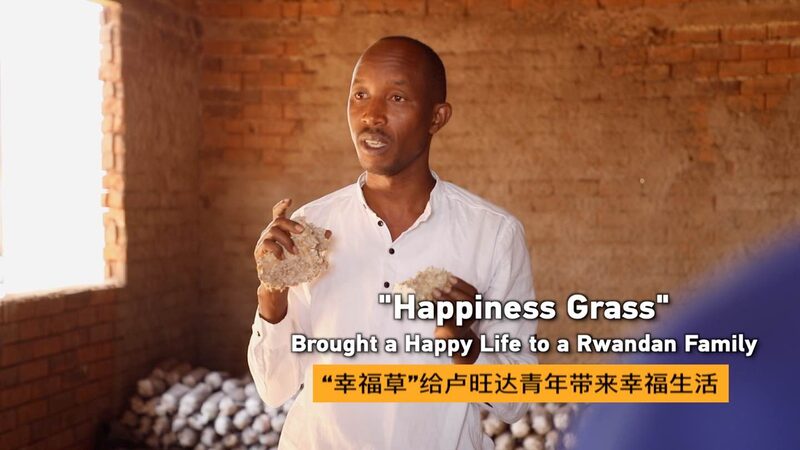 How__Happiness_Grass__Transformed_a_Rwandan_Family_s_Life___poster - News for amigos, by amigos How__Happiness_Grass__Transformed_a_Rwandan_Family_s_Life__ video poster