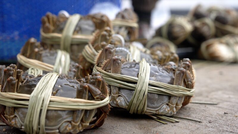 How_to_Tie_Hairy_Crabs_Like_a_Pro_Without_Getting_Pinched____poster - News for amigos, by amigos How_to_Tie_Hairy_Crabs_Like_a_Pro_Without_Getting_Pinched___ video poster