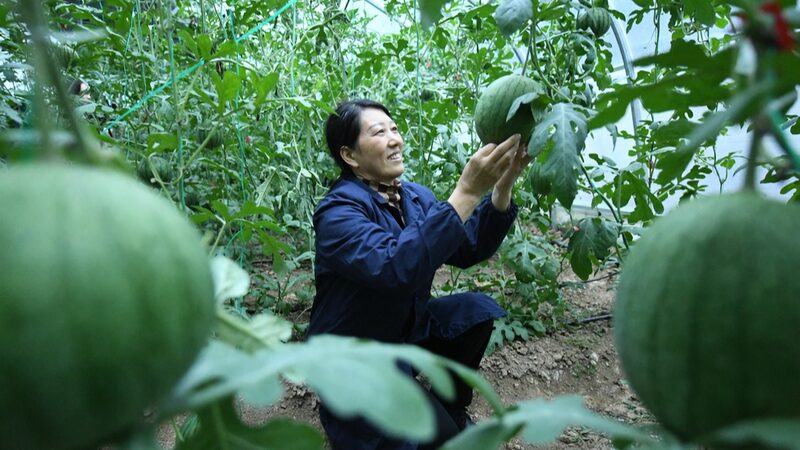 Hubei_s__Floating_Watermelons__Soar__A_Sweet_Autumn_Surprise__ - News for amigos, by amigos Hubei_s__Floating_Watermelons__Soar__A_Sweet_Autumn_Surprise__