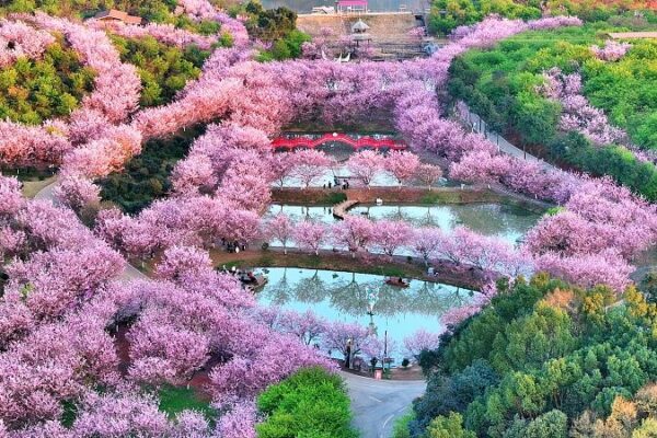 Hunan’s Cherry Blossom Festival Blooms with Over a Million Trees! 🌸 Hunan_s_Cherry_Blossom_Festival_Blooms_with_Over_a_Million_Trees___