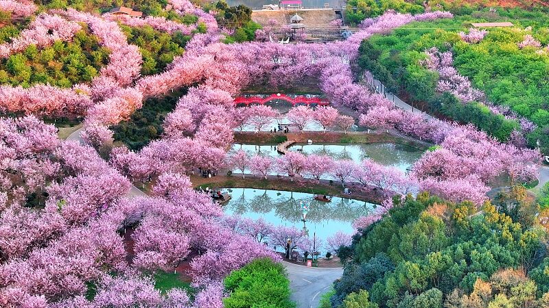 Hunan_s_Cherry_Blossom_Festival_Blooms_with_Over_a_Million_Trees___ - News for amigos, by amigos Hunan_s_Cherry_Blossom_Festival_Blooms_with_Over_a_Million_Trees___
