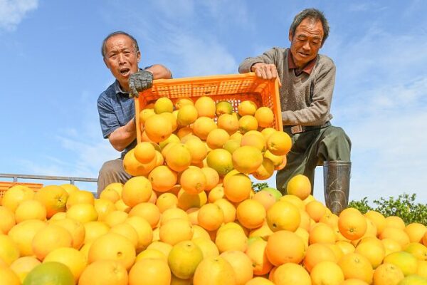 Hunan’s Orange Harvest: Farmers Go Digital to Boost Incomes 🍊💻 Hunan_s_Orange_Harvest__Farmers_Go_Digital_to_Boost_Incomes___