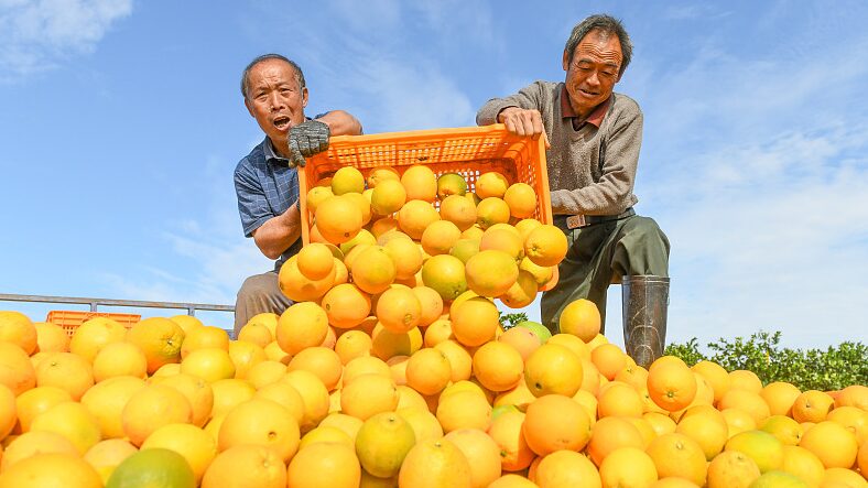 Hunan_s_Orange_Harvest__Farmers_Go_Digital_to_Boost_Incomes___ - News for amigos, by amigos Hunan_s_Orange_Harvest__Farmers_Go_Digital_to_Boost_Incomes___