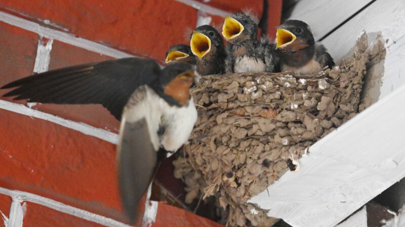 Hungry_Little_Beaks__Swallow_Chicks_in_Jinhua_Await_Mom_and_Dad_s_Next_Delivery__ - News for amigos, by amigos Hungry_Little_Beaks__Swallow_Chicks_in_Jinhua_Await_Mom_and_Dad_s_Next_Delivery__