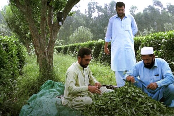 Hydropower, Tea, and Cars: China-Pakistan Friendship Fuels Local Growth Hydropower__Tea__and_Cars__China_Pakistan_Friendship_Fuels_Local_Growth