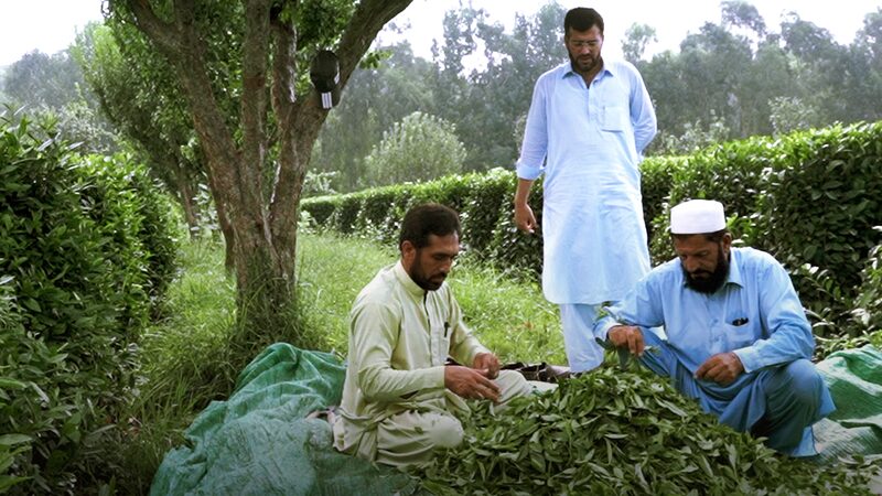 Hydropower__Tea__and_Cars__China_Pakistan_Friendship_Fuels_Local_Growth - News for amigos, by amigos Hydropower__Tea__and_Cars__China_Pakistan_Friendship_Fuels_Local_Growth