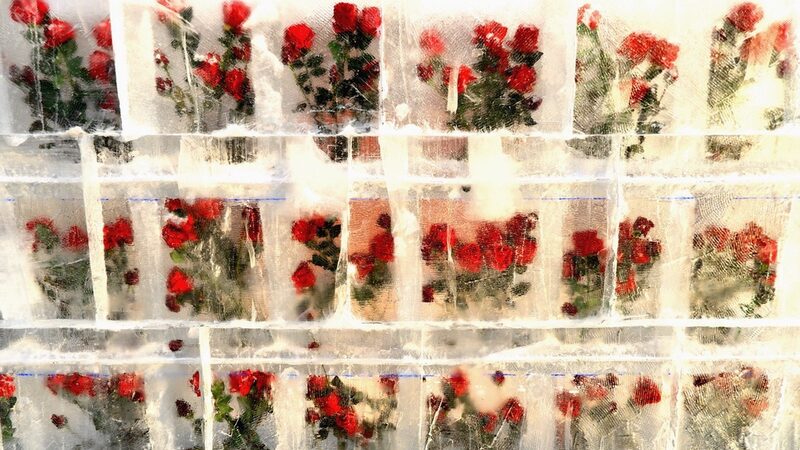 Icy_Roses_Bloom_in_Harbin__Eternal_Romance_Amid_Crystal_Walls - News for amigos, by amigos Icy_Roses_Bloom_in_Harbin__Eternal_Romance_Amid_Crystal_Walls