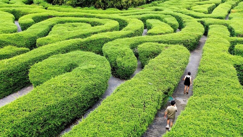 Immerse_Yourself_in_Guangdong_s_Enchanting_Tea_Tree_Maze__ - News for amigos, by amigos Immerse_Yourself_in_Guangdong_s_Enchanting_Tea_Tree_Maze__