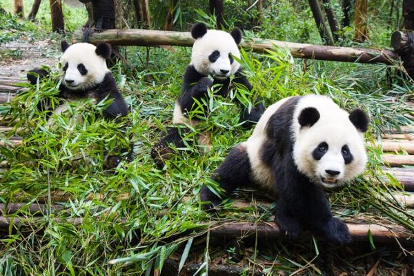 Immerse Yourself in the Adorable Sounds of Giant Pandas Eating 🐼🎋 Immerse_Yourself_in_the_Adorable_Sounds_of_Giant_Pandas_Eating___ video poster