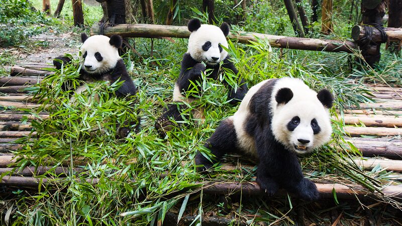 Immerse_Yourself_in_the_Adorable_Sounds_of_Giant_Pandas_Eating____poster - News for amigos, by amigos Immerse_Yourself_in_the_Adorable_Sounds_of_Giant_Pandas_Eating___ video poster