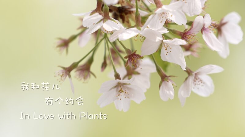 In_Love_with_Plants__Yu_Tianyi_s_Mission_to_Save_Beijing_s_Greenery__ video poster