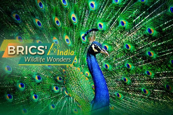 India’s Wildlife Spectacle: The Majestic Rise of the Indian Peafowl 🦚 India_s_Wildlife_Spectacle__The_Majestic_Rise_of_the_Indian_Peafowl__