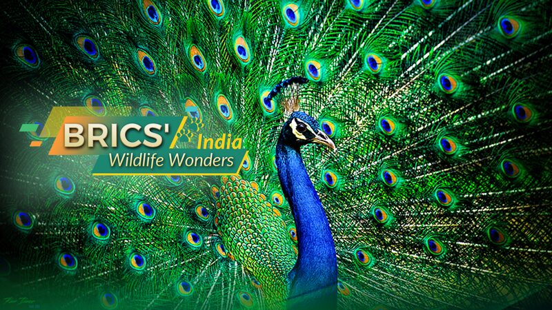 India_s_Wildlife_Spectacle__The_Majestic_Rise_of_the_Indian_Peafowl__ - News for amigos, by amigos India_s_Wildlife_Spectacle__The_Majestic_Rise_of_the_Indian_Peafowl__