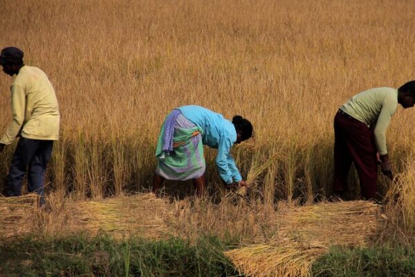 Indian Farmers Struggle with Erratic Monsoons Amid Climate Change 🌦️ Indian_Farmers_Struggle_with_Erratic_Monsoons_Amid_Climate_Change___