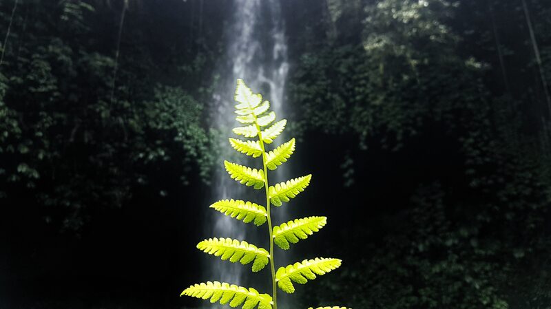 Indonesia_Finalizes_Carbon_Capture_Regulation__Paving_Way_for_a_Greener_Future