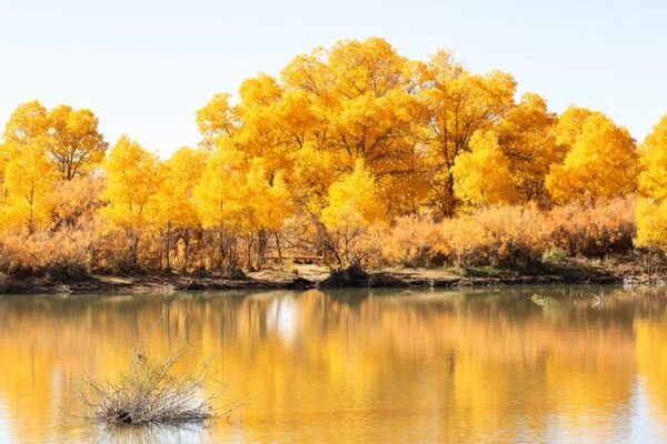 Inner Mongolia’s Golden Desert Poplars: Autumn’s Dazzling Show 🌟 Inner_Mongolia_s_Golden_Desert_Poplars__Autumn_s_Dazzling_Show__