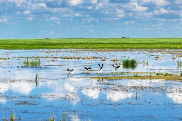 Inner Mongolia’s Green Triumph: Leading China’s Carbon Sinks! 🌳🌾💧 Inner_Mongolia_s_Green_Triumph__Leading_China_s_Carbon_Sinks_____