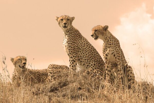 International Cheetah Day: Racing to Save the World’s Fastest Mammal 🐆 International_Cheetah_Day__Racing_to_Save_the_World_s_Fastest_Mammal__ video poster