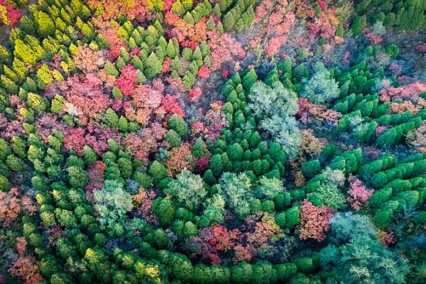 International Day of Forests: Innovate for a Greener World 🌳 International_Day_of_Forests__Innovate_for_a_Greener_World__