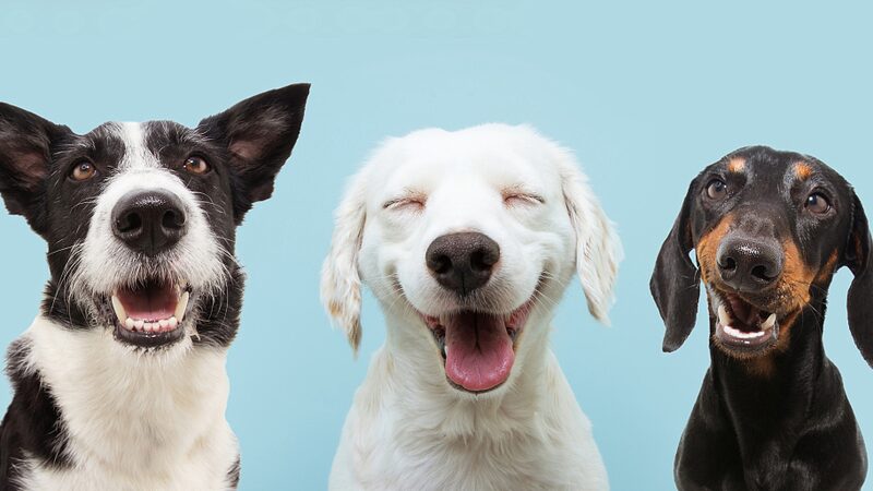 International_Dog_Day__Celebrating_Our_Four_Legged_Heroes____