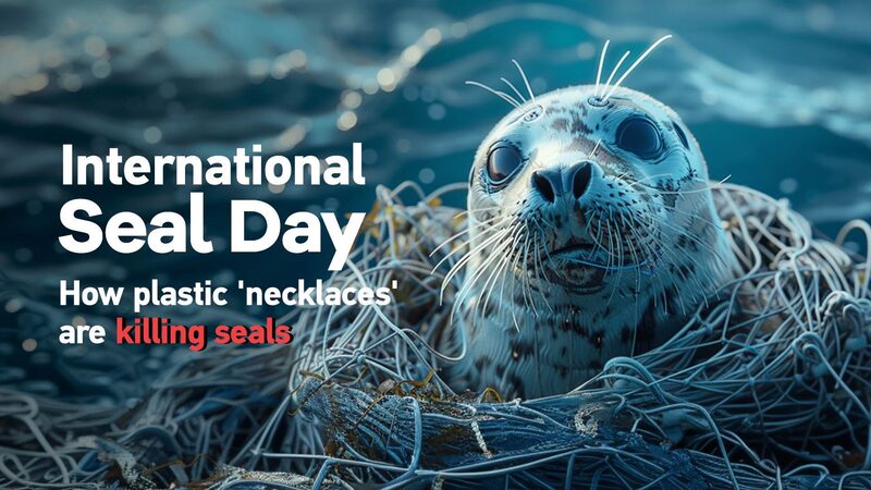 International_Seal_Day__How_Plastic__Necklaces__Are_Hurting_Seals____poster - News for amigos, by amigos International_Seal_Day__How_Plastic__Necklaces__Are_Hurting_Seals___ video poster