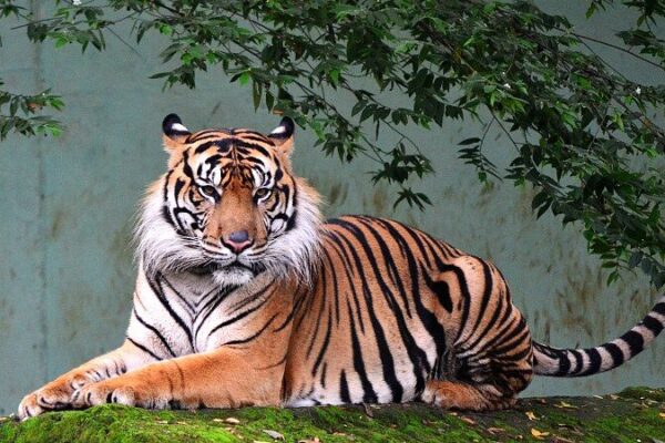 International Tiger Day: Roaring for Conservation Live from Malaysia! 🐯🌏 International_Tiger_Day__Roaring_for_Conservation_Live_from_Malaysia____ video poster