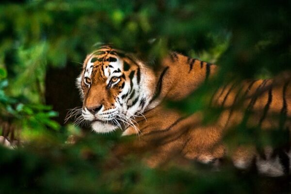 International Tiger Day: Why Should We Protect Wild Tigers? International_Tiger_Day__Why_Should_We_Protect_Wild_Tigers_