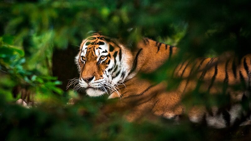 International_Tiger_Day__Why_Should_We_Protect_Wild_Tigers_ - News for amigos, by amigos International_Tiger_Day__Why_Should_We_Protect_Wild_Tigers_