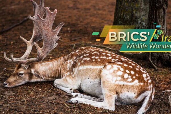Iran’s Wild Side: Discover the Exotic Wildlife of Asia’s Hidden Gem 🌵🐆 Iran_s_Wild_Side__Discover_the_Exotic_Wildlife_of_Asia_s_Hidden_Gem___