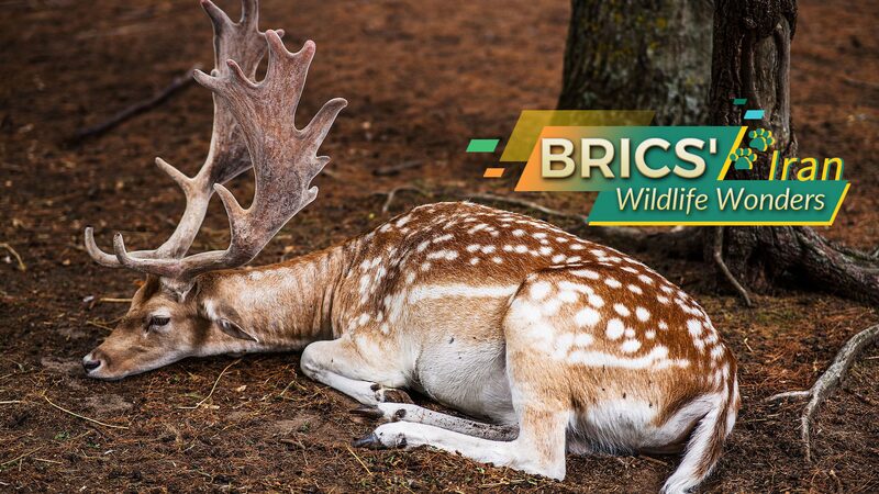 Iran_s_Wild_Side__Discover_the_Exotic_Wildlife_of_Asia_s_Hidden_Gem___ - News for amigos, by amigos Iran_s_Wild_Side__Discover_the_Exotic_Wildlife_of_Asia_s_Hidden_Gem___