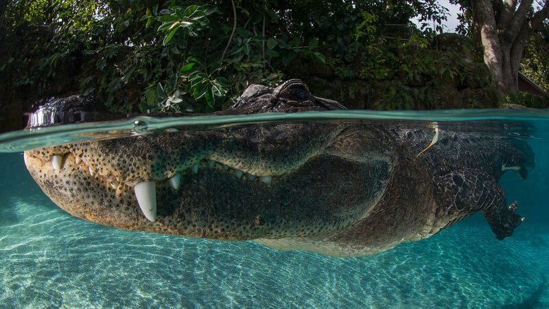 Is_the_Endangered_Species_Act_in_Danger____ - News for amigos, by amigos Is_the_Endangered_Species_Act_in_Danger____