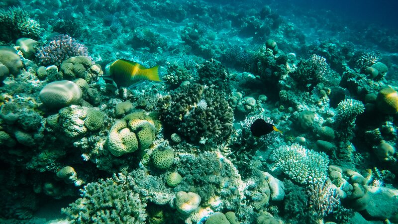 Israeli_Researchers_Find_10_Common_Drugs_in_Red_Sea_Corals___ - News for amigos, by amigos Israeli_Researchers_Find_10_Common_Drugs_in_Red_Sea_Corals___