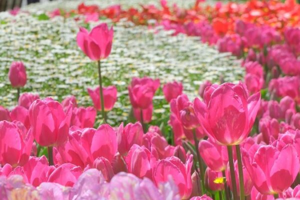 Istanbul’s Emirgan Grove Bursts into Color with Hundreds of Tulips 🌷🌈 Istanbul_s_Emirgan_Grove_Bursts_into_Color_with_Hundreds_of_Tulips___ video poster