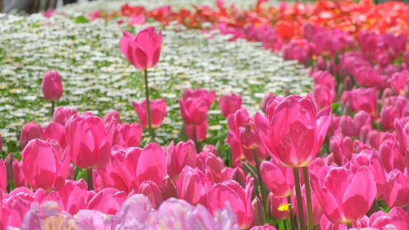 Istanbul_s_Emirgan_Grove_Bursts_into_Color_with_Hundreds_of_Tulips____poster - News for amigos, by amigos Istanbul_s_Emirgan_Grove_Bursts_into_Color_with_Hundreds_of_Tulips___ video poster