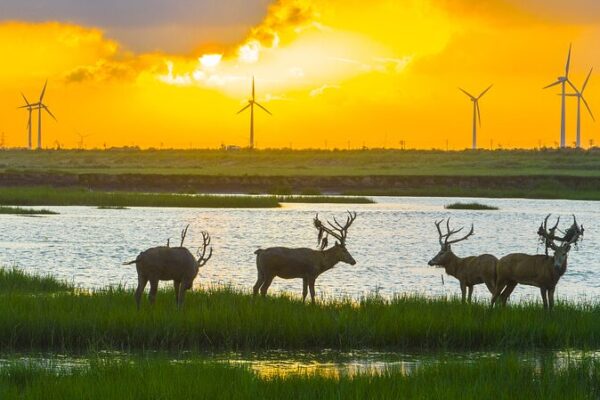 It’s Time to Restore Our Wetlands: Saving Earth’s Green Lungs! 🌿 It_s_Time_to_Restore_Our_Wetlands__Saving_Earth_s_Green_Lungs___