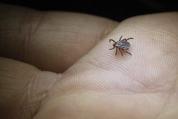 Japan Confirms First Human-to-Human Transmission of Tick-Borne Virus 🕷️ Japan_Confirms_First_Human_to_Human_Transmission_of_Tick_Borne_Virus___