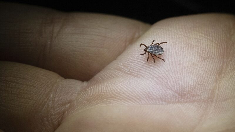 Japan_Confirms_First_Human_to_Human_Transmission_of_Tick_Borne_Virus___ - News for amigos, by amigos Japan_Confirms_First_Human_to_Human_Transmission_of_Tick_Borne_Virus___