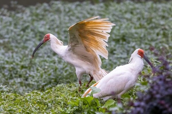 Japan Returns 16 Crested Ibises to China in Heartwarming Conservation Effort 🐦🇯🇵❤️🇨🇳 Japan_Returns_16_Crested_Ibises_to_China_in_Heartwarming_Conservation_Effort________