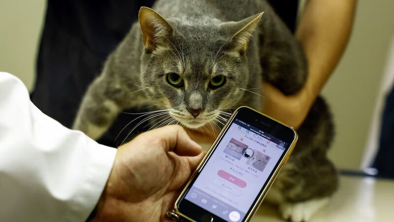 Japan_s_Cat_Lovers_Embrace_AI_App_to_Monitor_Feline_Health__ - News for amigos, by amigos Japan_s_Cat_Lovers_Embrace_AI_App_to_Monitor_Feline_Health__