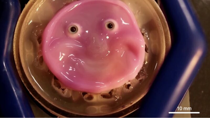 Japanese_Scientists_Create_Smiling_Robot_Face_with_Living_Skin__ - News for amigos, by amigos Japanese_Scientists_Create_Smiling_Robot_Face_with_Living_Skin__
