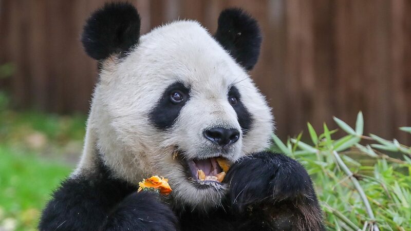Jin_Xi_and_Zhu_Yu__China_s_Panda_Sweethearts_Set_Sail_for_Madrid_ - News for amigos, by amigos Jin_Xi_and_Zhu_Yu__China_s_Panda_Sweethearts_Set_Sail_for_Madrid_