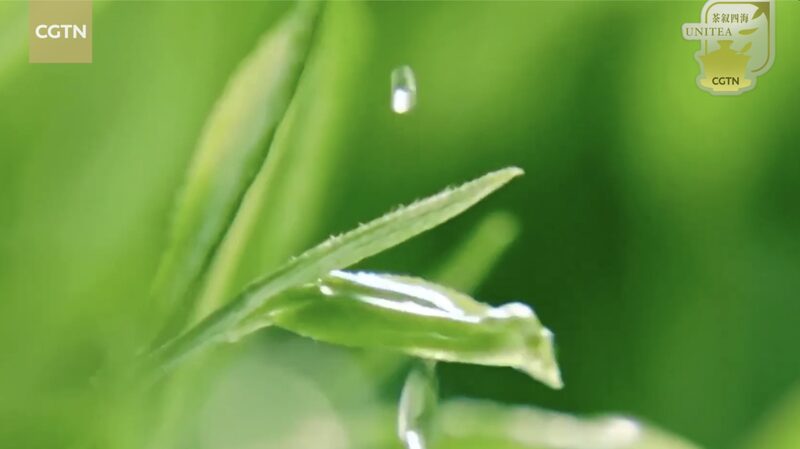Join_the_CGTN_TeaFest_Livestream_May_21__A_Global_Tea_Journey___ video poster