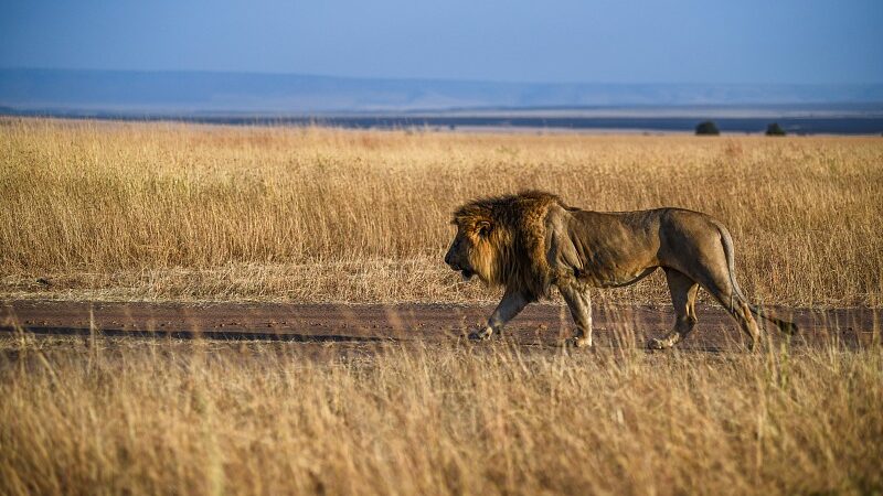 Join_the_Epic_2023_Great_Migration_in_Kenya_s_Masai_Mara_____poster - News for amigos, by amigos Join_the_Epic_2023_Great_Migration_in_Kenya_s_Masai_Mara____ video poster