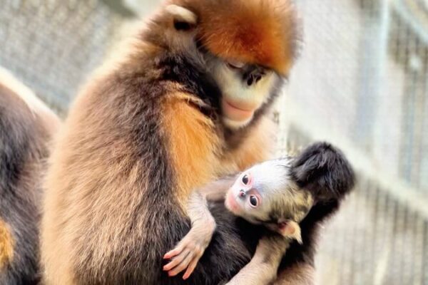 Joy in Guizhou as Fourth Snub-Nosed Monkey Baby Joins the Family! 🐒✨ Joy_in_Guizhou_as_Fourth_Snub_Nosed_Monkey_Baby_Joins_the_Family____ video poster