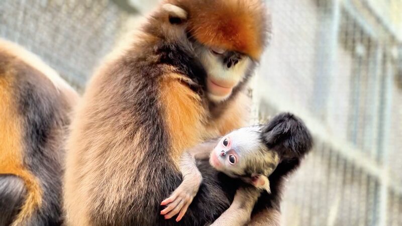 Joy_in_Guizhou_as_Fourth_Snub_Nosed_Monkey_Baby_Joins_the_Family_____poster - News for amigos, by amigos Joy_in_Guizhou_as_Fourth_Snub_Nosed_Monkey_Baby_Joins_the_Family____ video poster